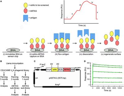 A Novel Affinity Tag, ABTAG, and Its Application to the Affinity Screening of Single-Domain Antibodies Selected by Phage Display